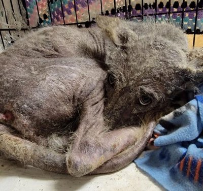 Mystery animal Mystery animal