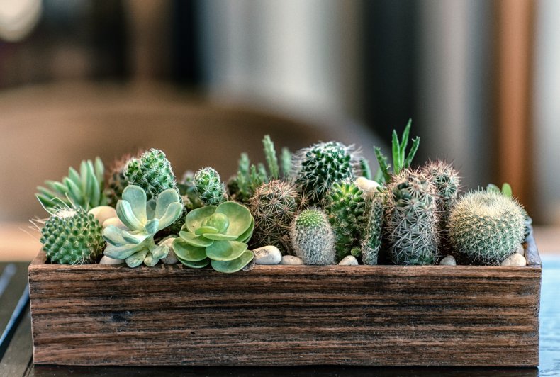 Little cacti in pot