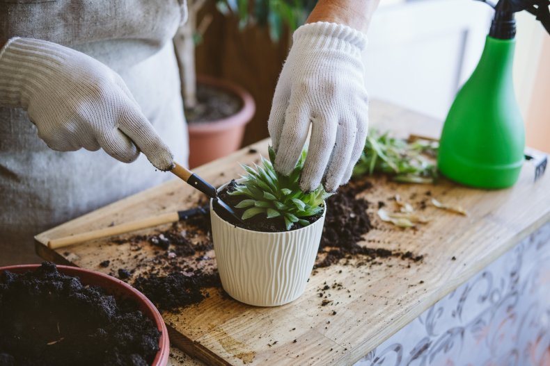 Repotting succulent plant