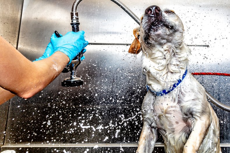 How Often Should You Wash Your Dog