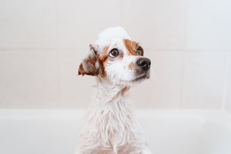 How Often Should You Wash Your Dog