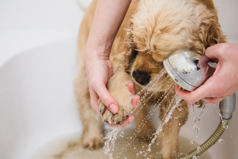 How Often Should You Wash Your Dog
