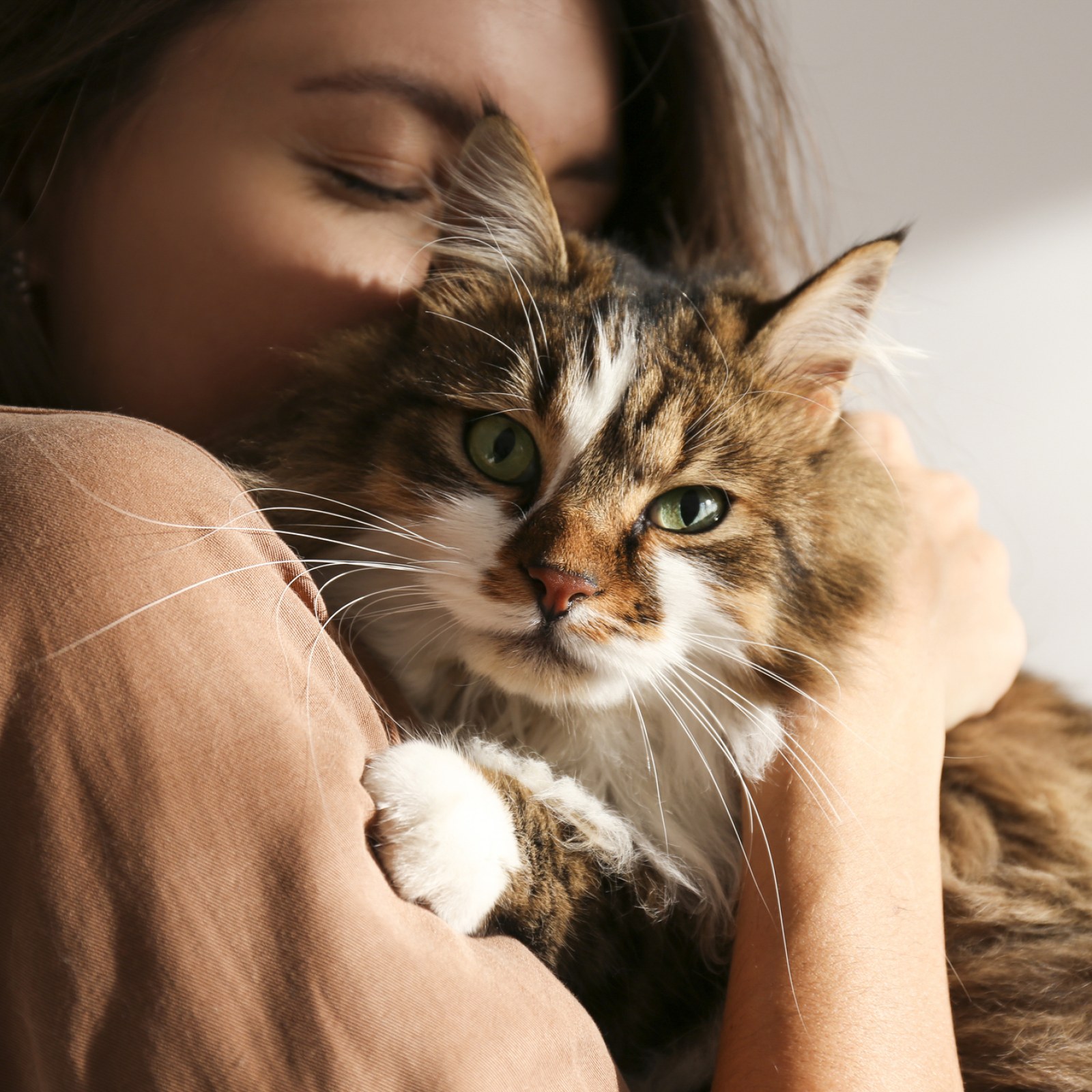 Do Cats Love Their Owners? How Your Pet Really Feels About You