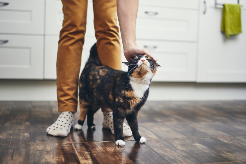 Cats are gentle animals