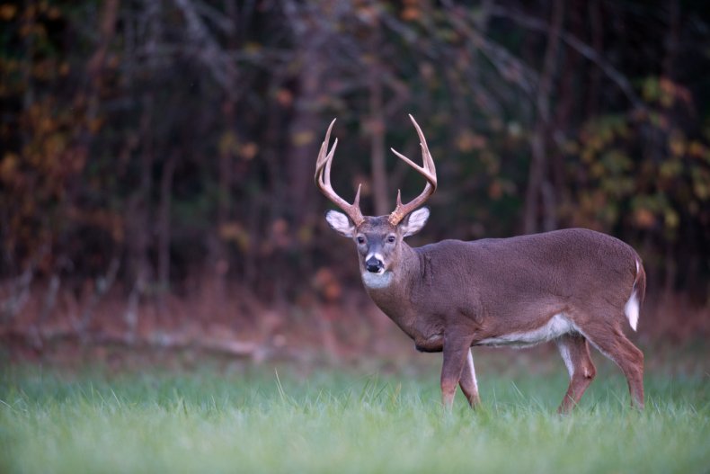Deer