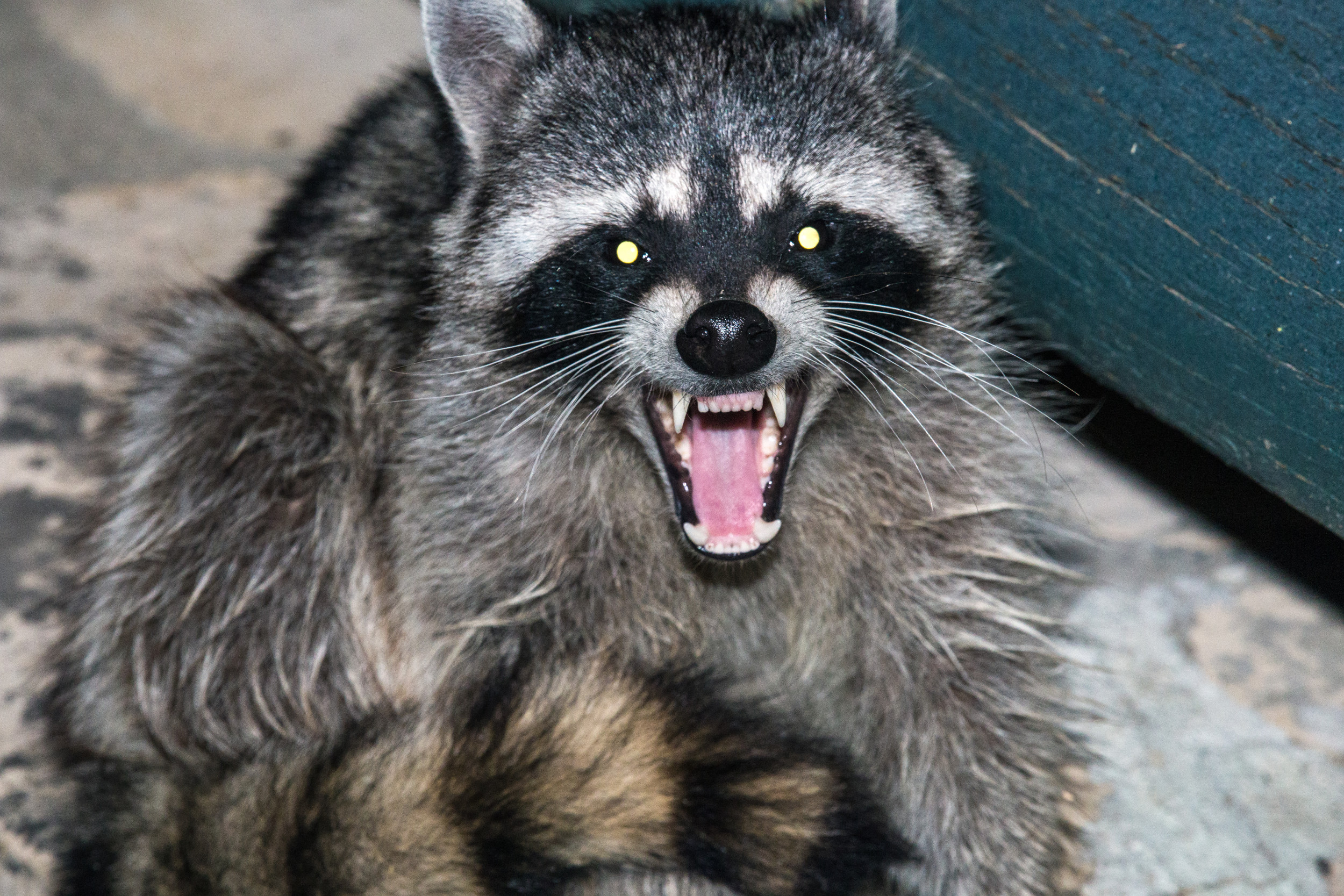 rabid-raccoon-breaks-into-north-carolina-home-bites-person-and-dog