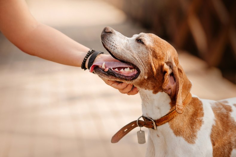 Pet dog
