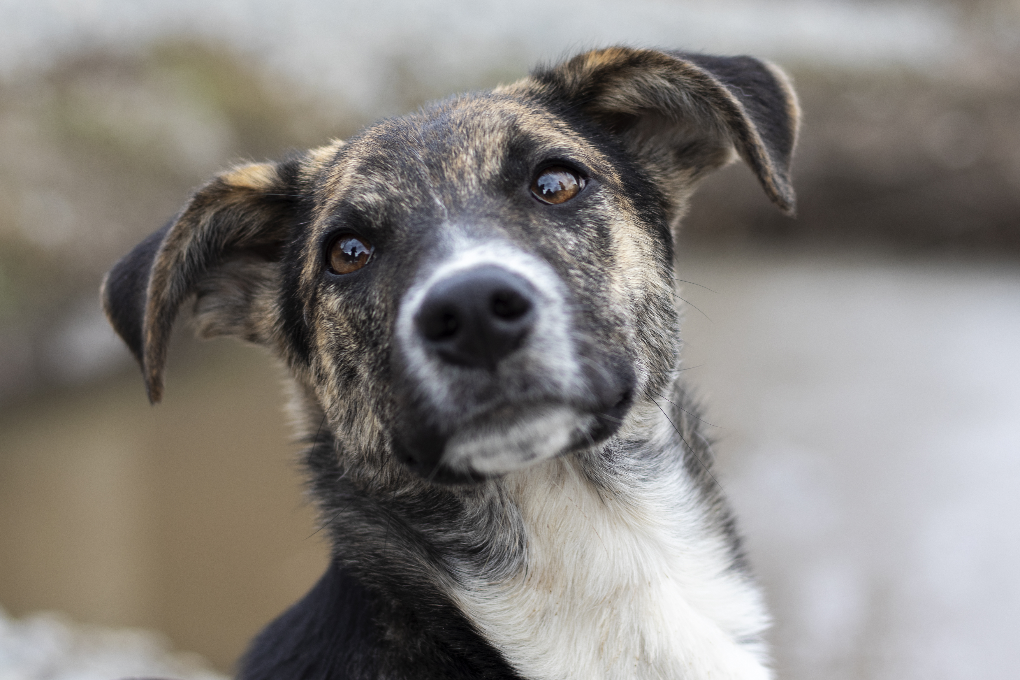 Dog Set on Fire Expected to Make Full Recovery, Finds Forever Home - Vimarsana News