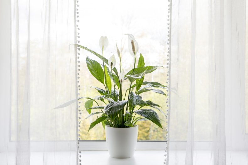 A peace lily plant near a window. 