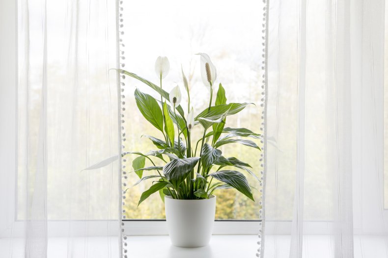 A peace lily plant near a window.