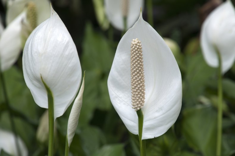 A close-up of a peace lily plant. 