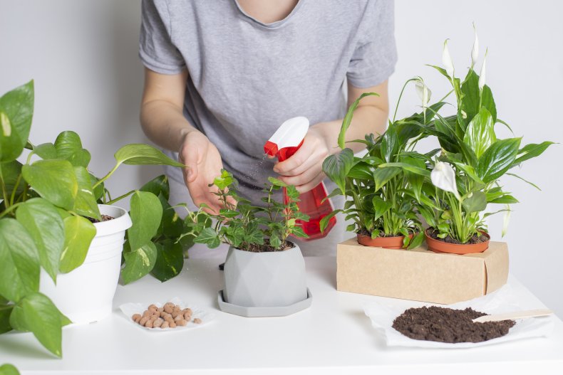 A person spraying water on plant leaves.