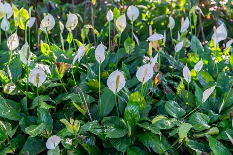 A patch of peace lilies outdoors.