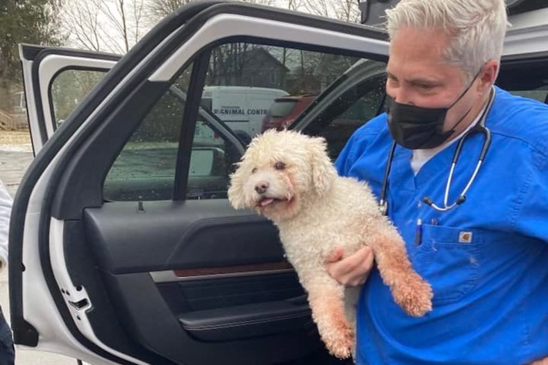 Poodle rescued from under a car seat