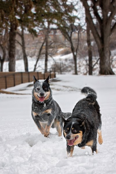 Dogs Sydney and Jake Play In Snow Dogs Sydney and Jake Play In Snow