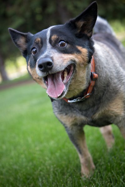 Sydney The Dog Who Was Cloned Sydney The Dog Who Was Cloned