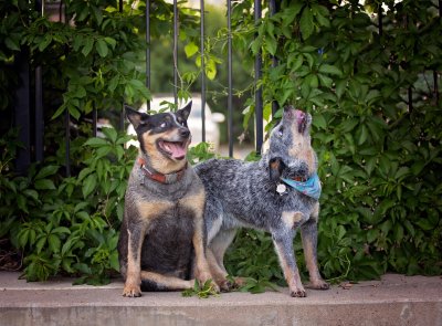 Dogs Sydney and Jake Dogs Sydney and Jake