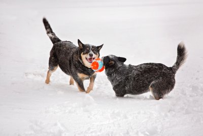 Dogs Sydney and Jake Play In Snow Dogs Sydney and Jake Play In Snow