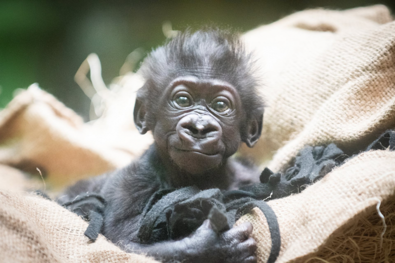 Baby G gorilla at Cleveland zoo