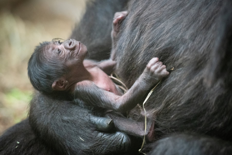 Baby G gorilla in Cleveland zoo