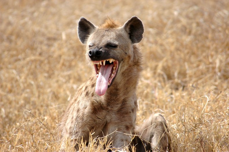 Stock image of hyena in East Africa