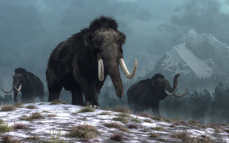 Stock 3D image of a mammoth