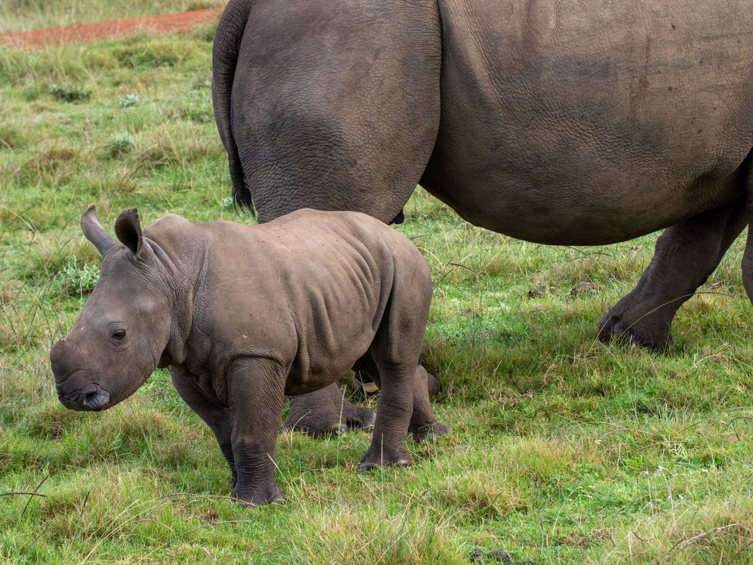 Orphaned Rhino and Zebra Help Caregiver Make Milk in Mischievous