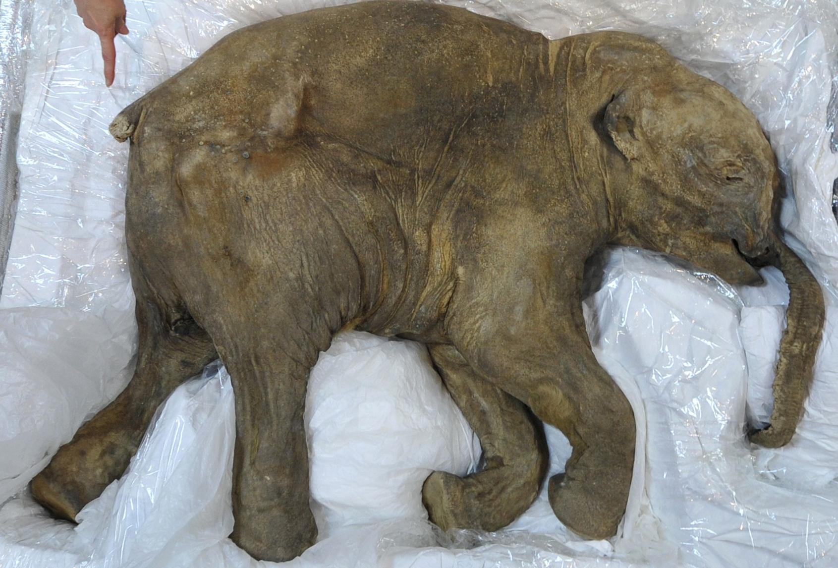 Wooly Mammoth De-extinction Scientist Reveals Plan To Create 'Arctic  Elephant'