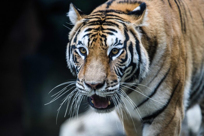 Geon-gon, a female Korean (Siberian) tiger