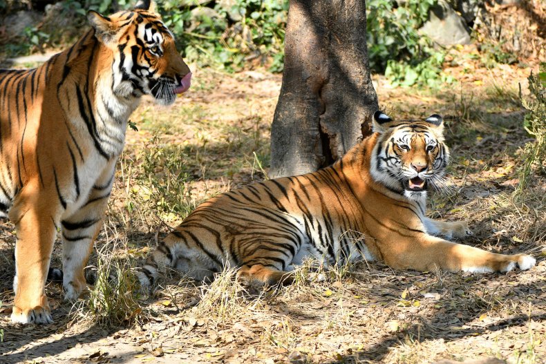 Bengal tigers in Kathmandu 