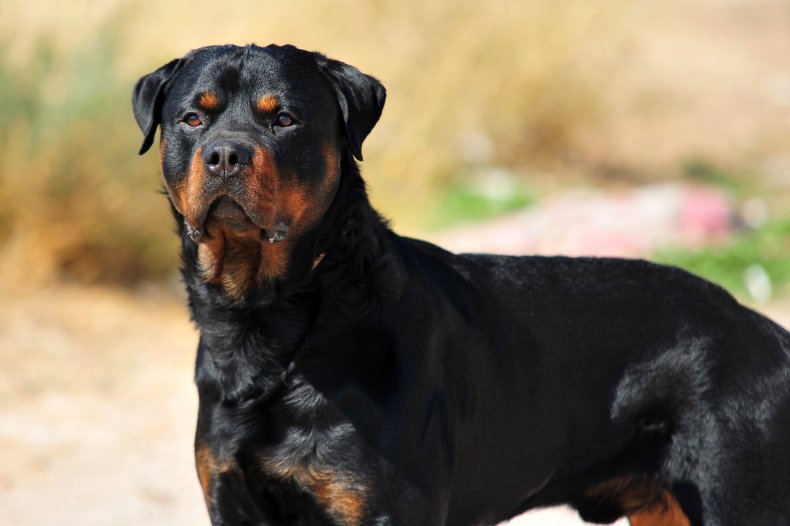 Stock photo of a Rottweiler 