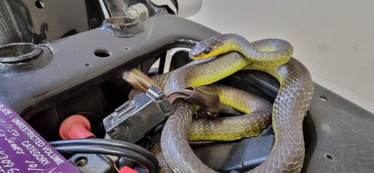 Snake Pulled Out of Harley-Davidson: 'This Dude Wanted to Go for a Ride