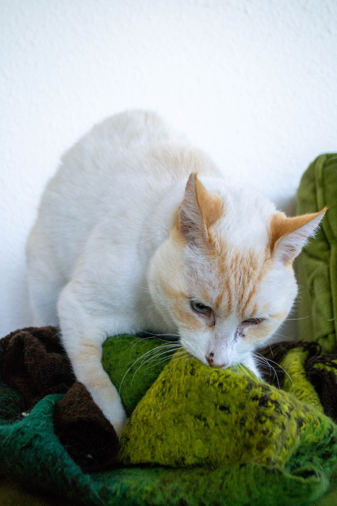 Why does a outlet cat knead a blanket