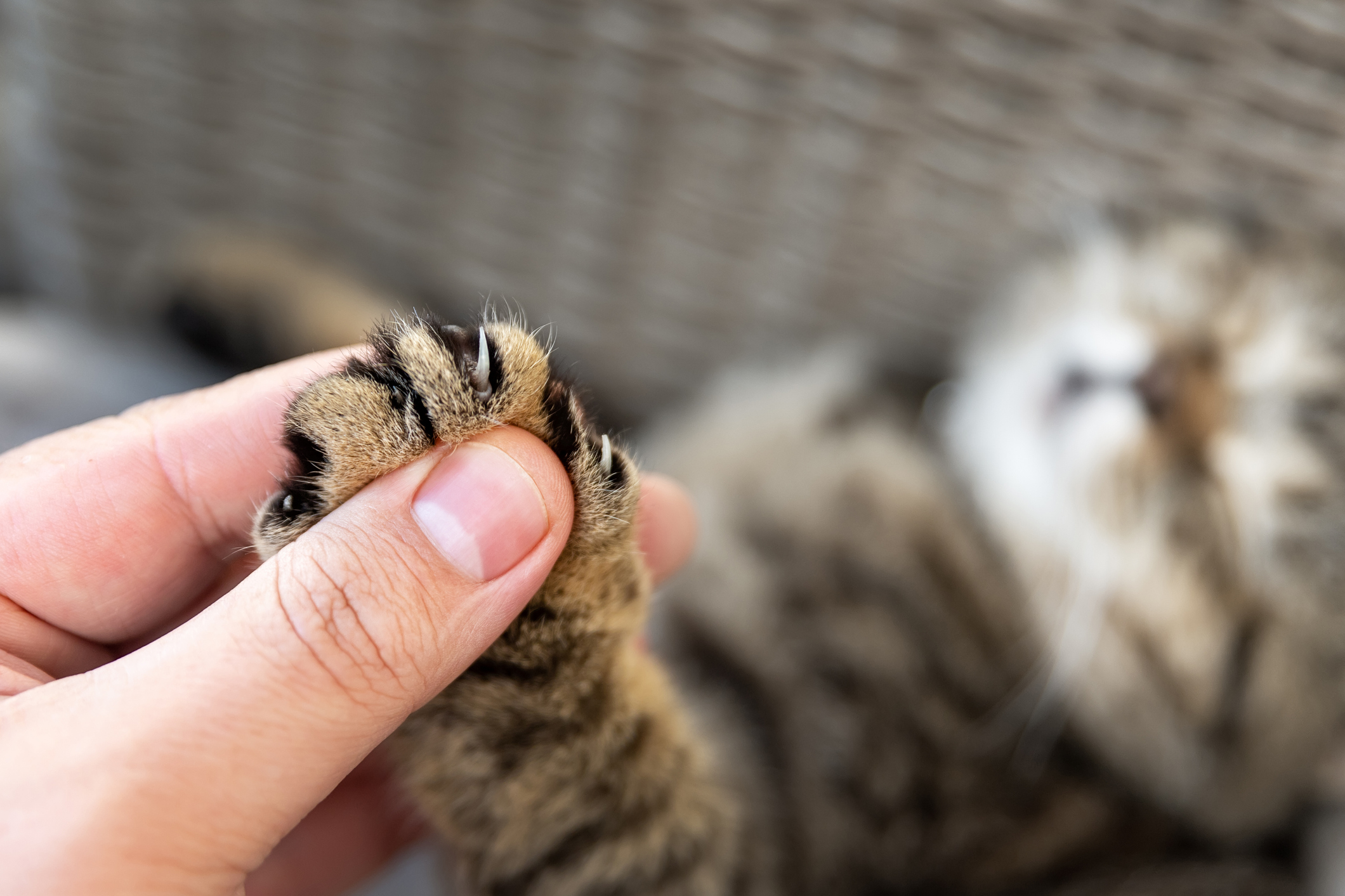 cat biscuits