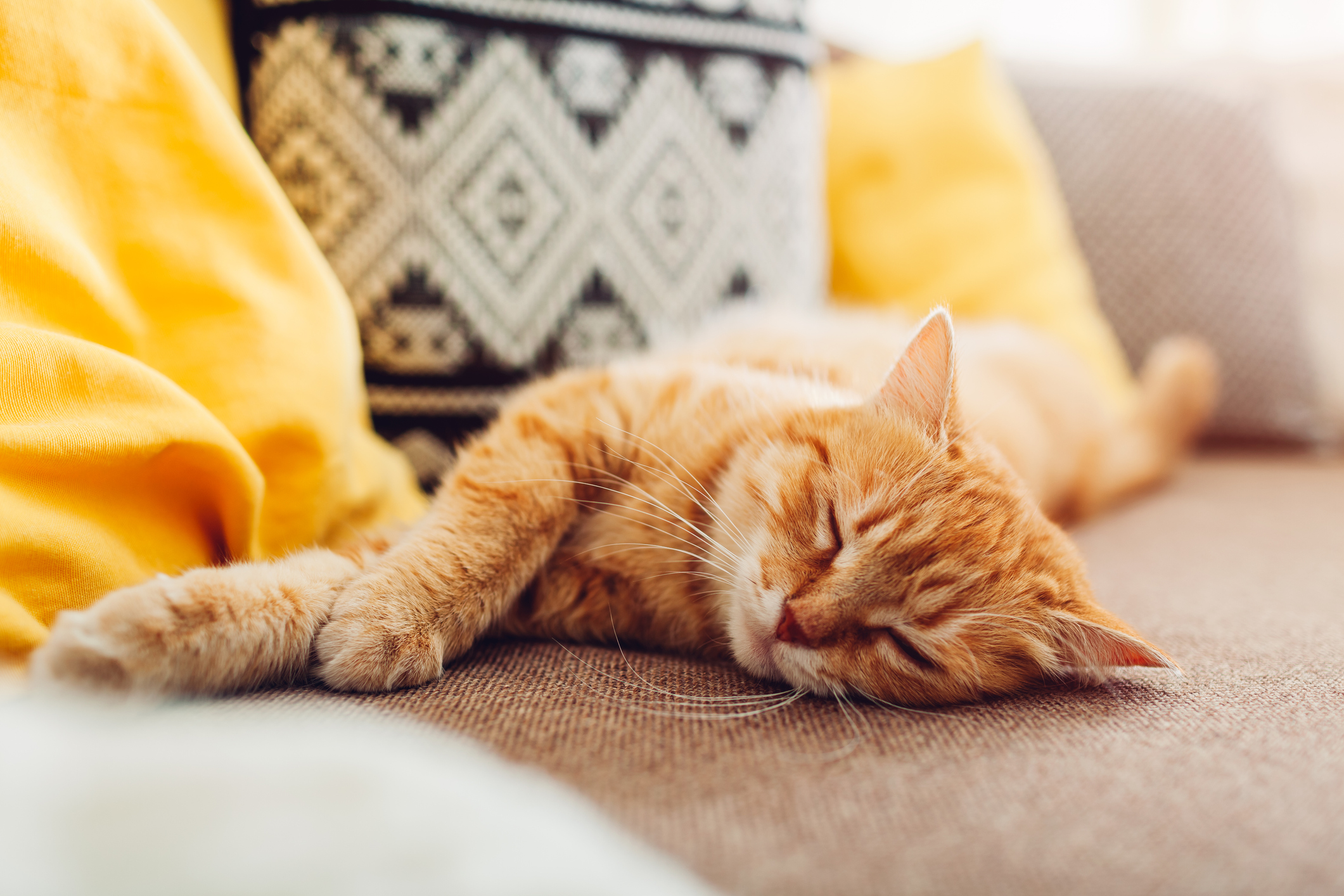 Why Do Cats Make Biscuits Your Kitty s Kneading Explained Newsweek