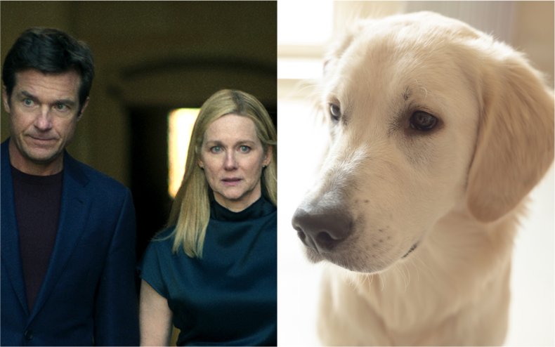 Netflix series Ozark and a Golden Retriever.