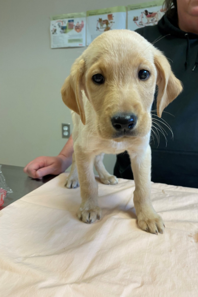 Currituck County Government rescue dogs Currituck County Government rescue dogs