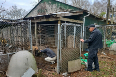 Currituck County Government rescue dogs Currituck County Government rescue dogs