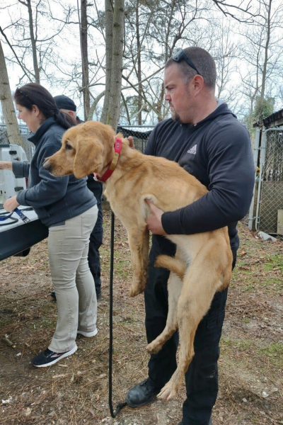 Currituck County Government rescue dogs