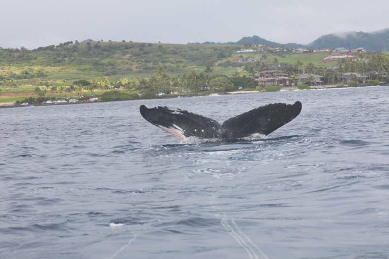 Humpback whale entangled in nets off Hawaii
