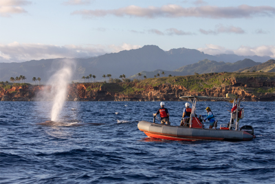 Rescue workers attempt to free entangled humpback Rescue workers attempt to free entangled humpback