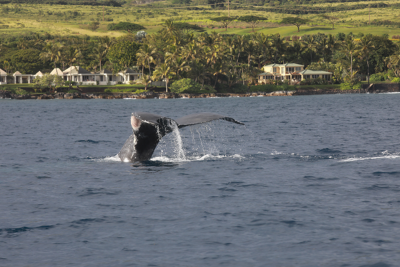 Humpback whale seen injured by fishing lines Humpback whale seen injured by fishing lines