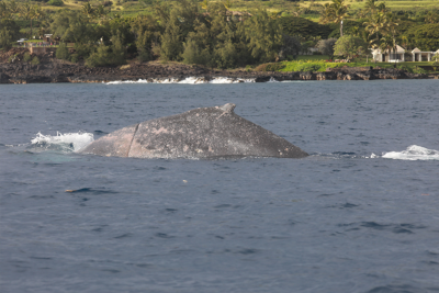 Whale injured by fishing lines off Hawaii Whale injured by fishing lines off Hawaii