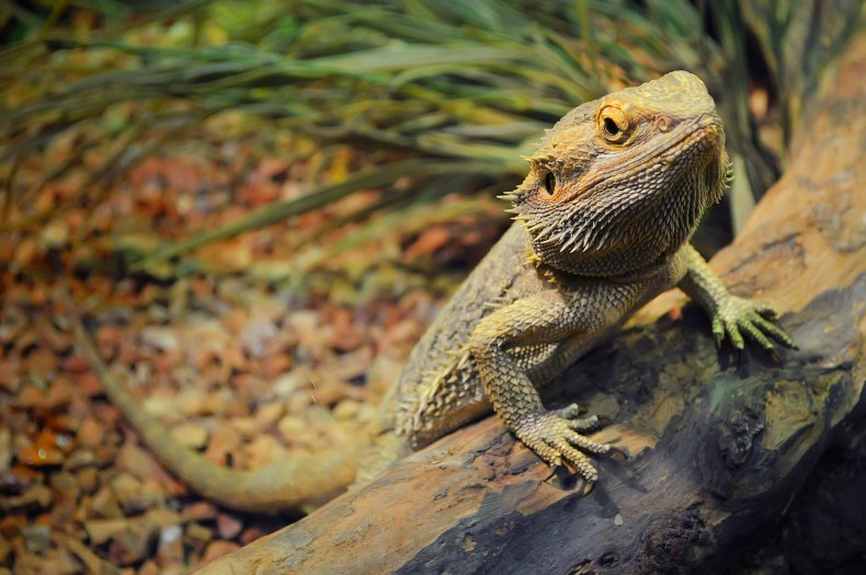 One young bearded dragon in a terrarium