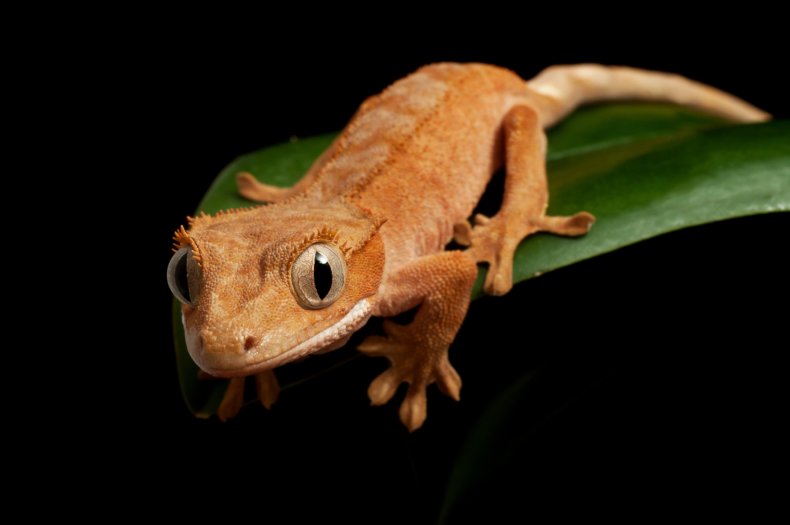 Young crested (Caledonian) gecko on leaf