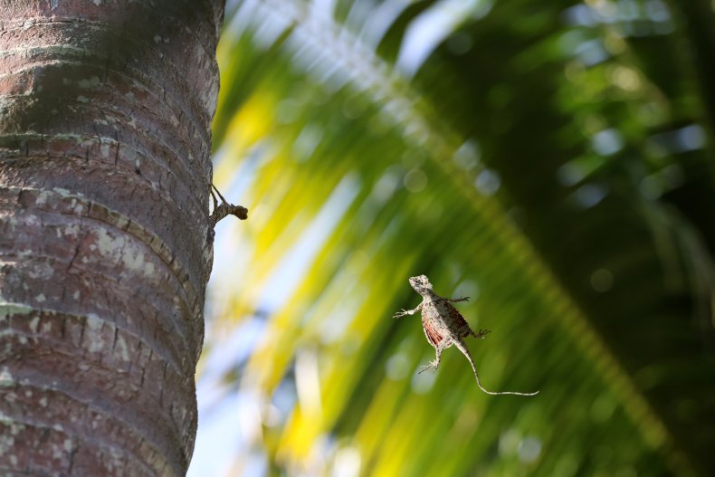 Draco lizards flying or gliding in rainforests