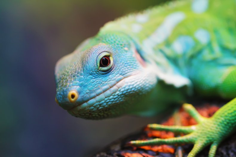 Why Do Lizards Do Pushups