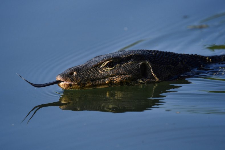 monitor lizard swimming