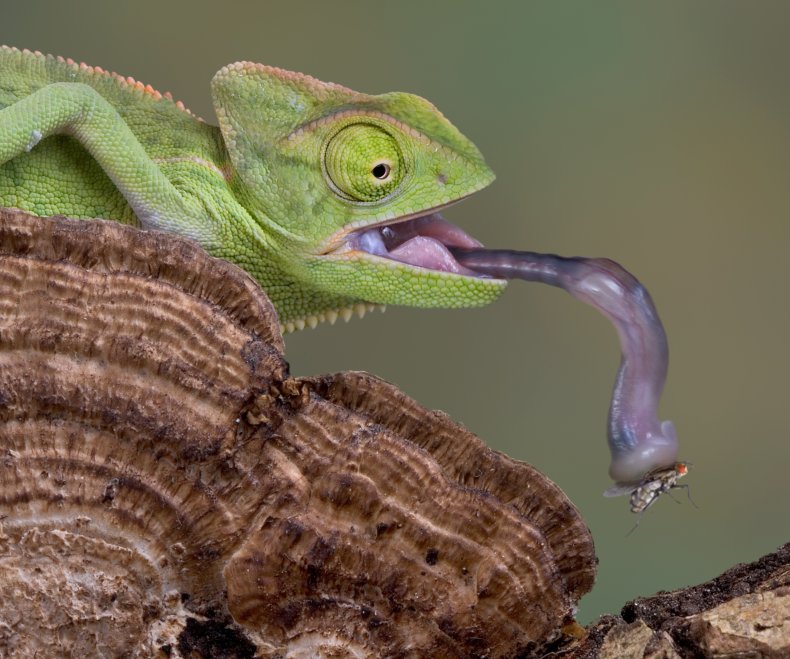 Chameleons' tongues are longer than their bodies