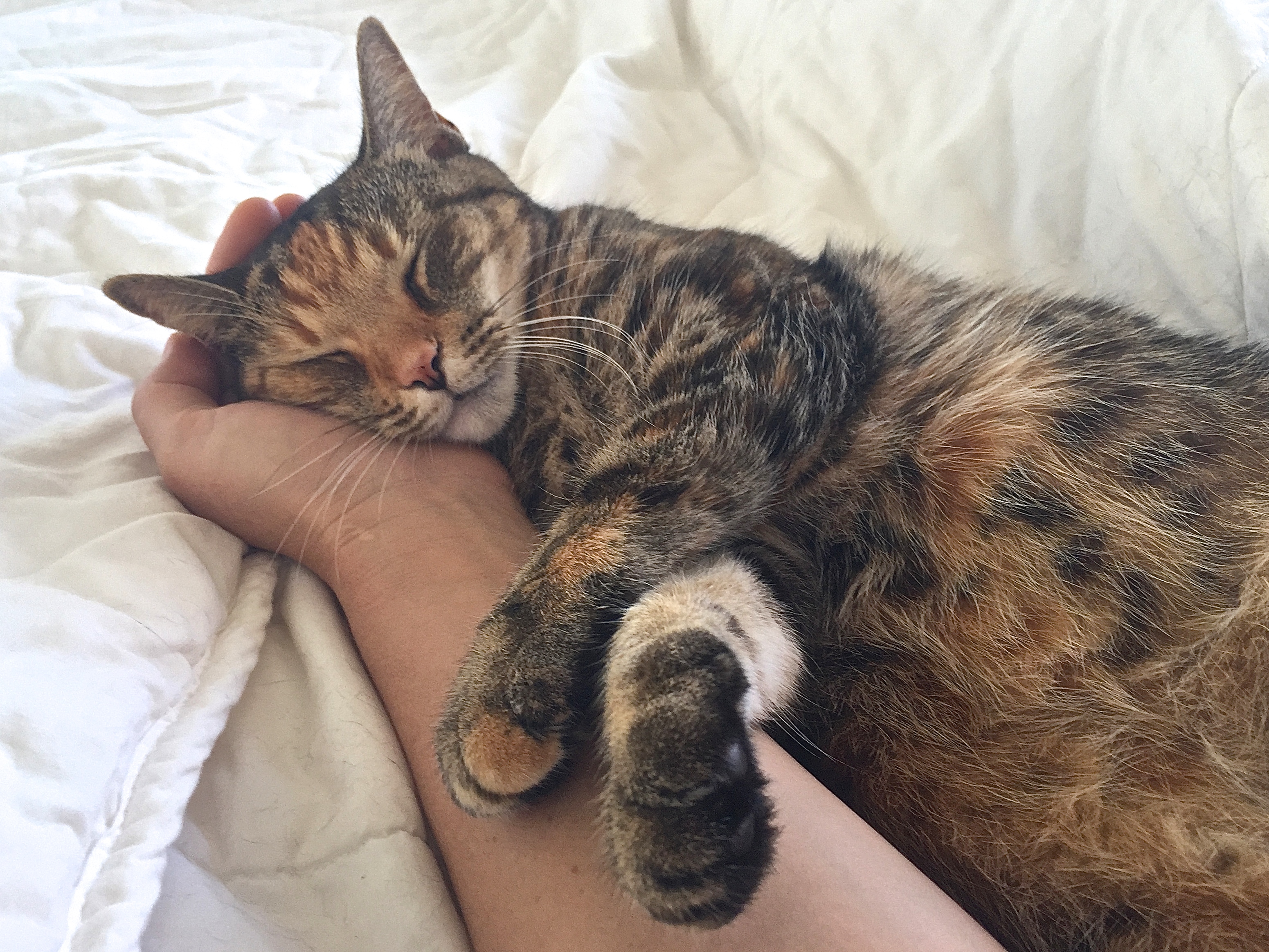 Special Needs Cats Who Naps Anywhere As She's Deaf Captures Hearts Online - Vimarsana News